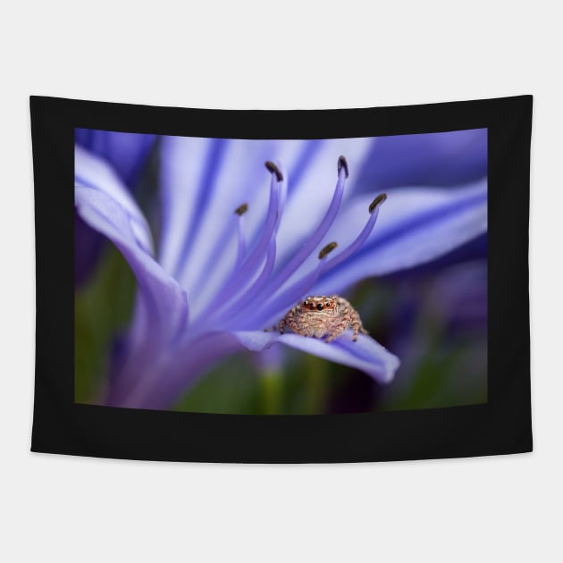 Jumping Spider on Agapanthus Macro Tapestry by AndrewGoodall