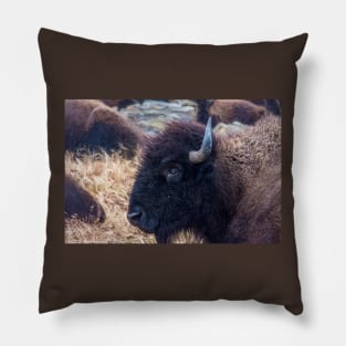 American Bison Woolaroc Oklahoma Pillow