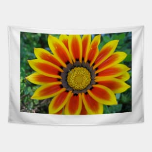 Gazania 2 Photography Tapestry