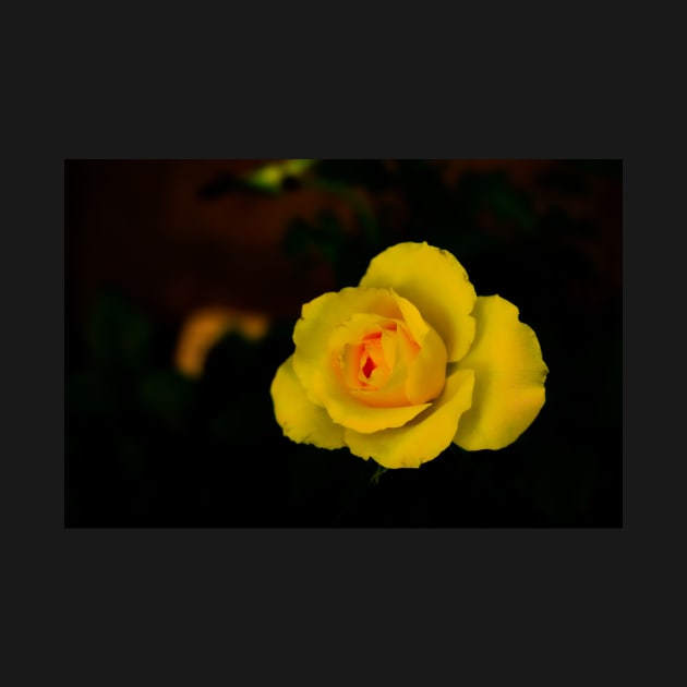 single yellow rose blossom with red center on black background by kall3bu