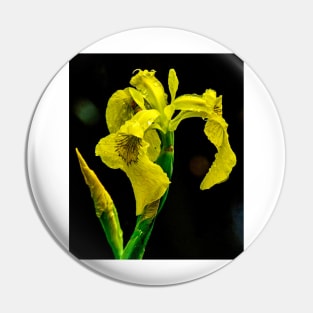 Yellow Swamp Iris Pin