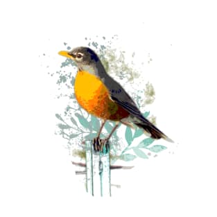 American Robin Garden Bird T-Shirt