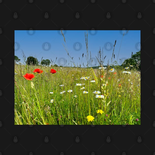 Poppy Field by Graz-Photos