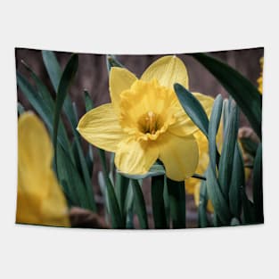 Yellow Trumpet Daffodils Photograph Tapestry