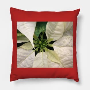A White Christmas Poinsettia of Peace Joy and Harmony Pillow
