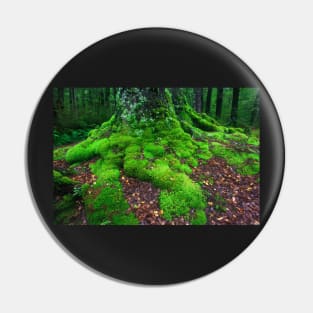 Moss covered tree Pin