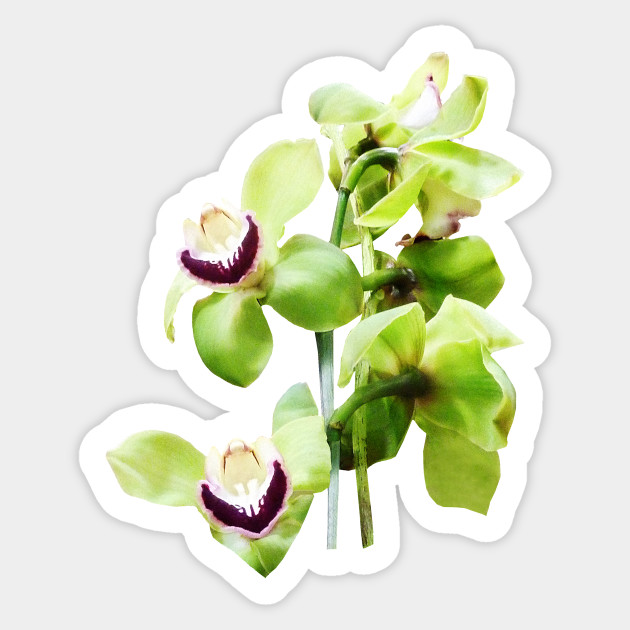 Orchids Green Cymbidium Orchids Orchid Sticker Teepublic Uk