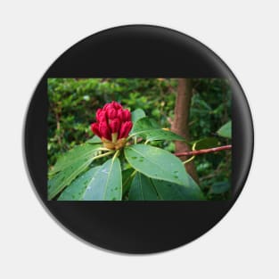 Rhododendron In Bud Pin