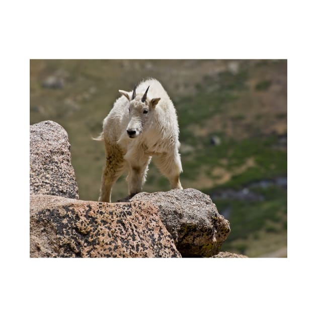 Mountain Goat by algill