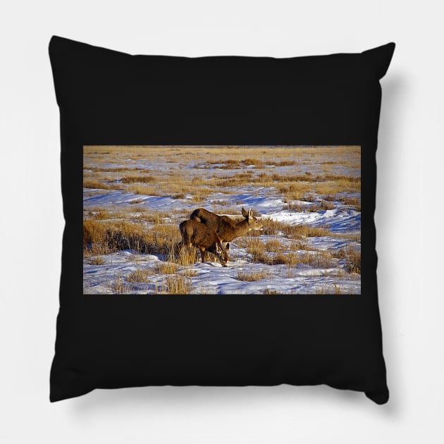 Mule Deer - Bryce Canyon USA Pillow by pops