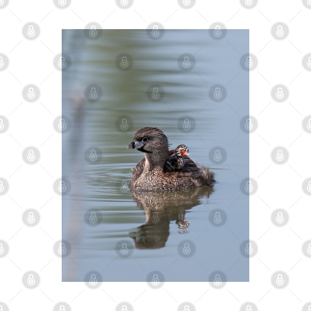 Pied-billed Grebe by Jim Cumming