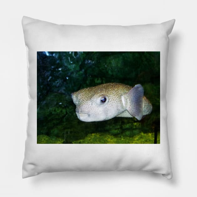 Pout Pout Fish Pillow by Cynthia48