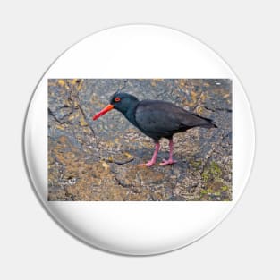 Oystercatcher Pin