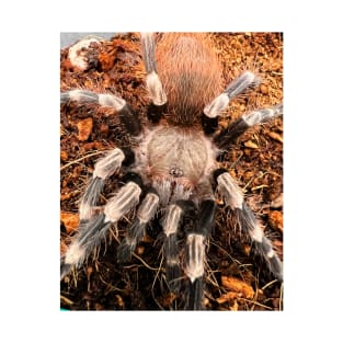 Nhandu chromatus/Brazilian Red and White Tarantula T-Shirt