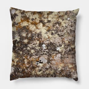 Fungus on rock Pillow