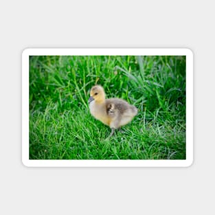 Chick / Swiss Artwork Photography Magnet