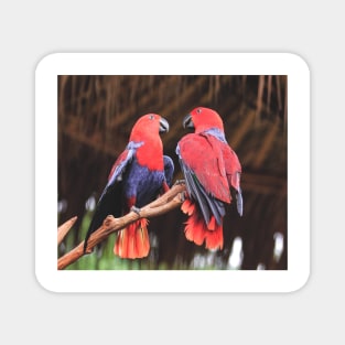 Parrots Magnet