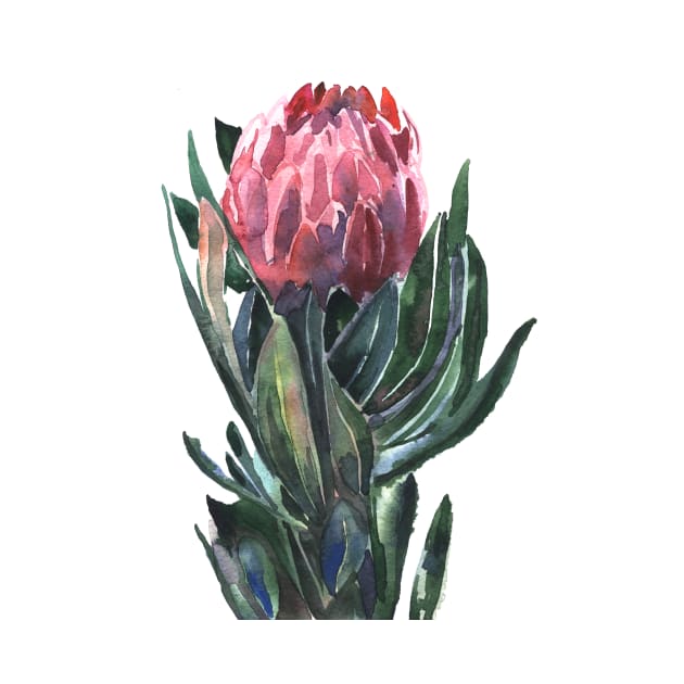 flower protea, watercolor picture by Olga Berlet