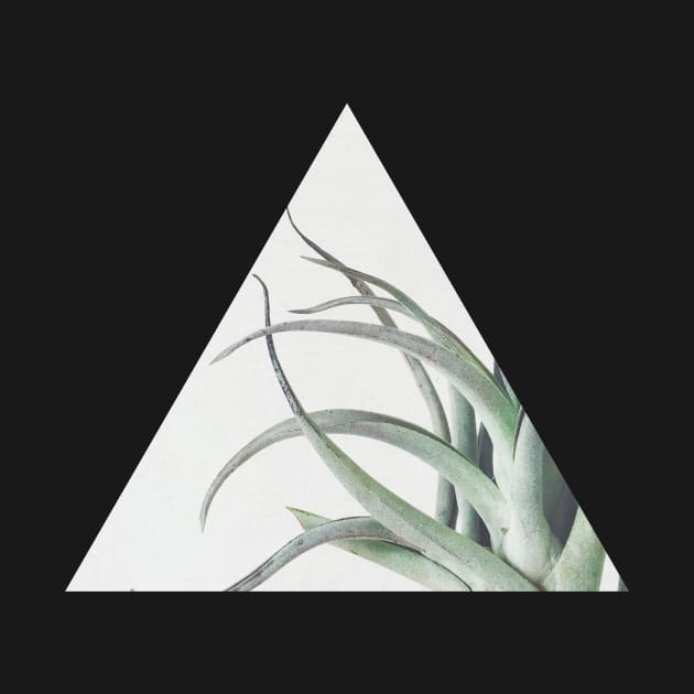 Air Plant II by Cassia