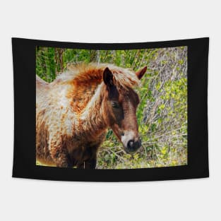 Portrait of an Assateague Pony Foal Tapestry