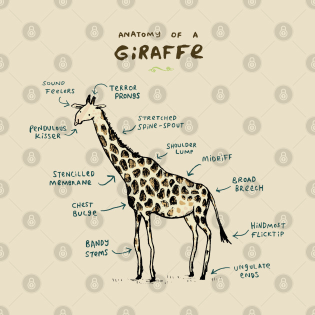 Anatomy of a Giraffe - Vintage - Phone Case