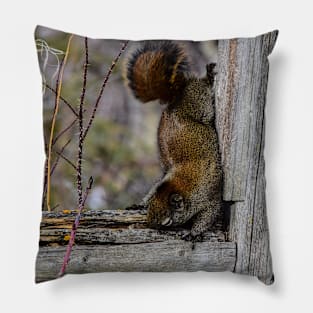 Red Squirrel. Pillow