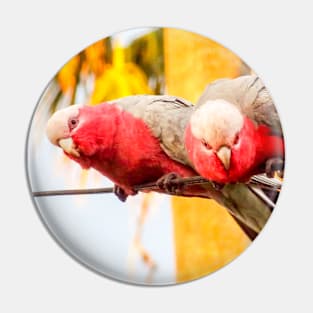 Galahs Pin