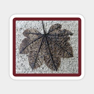 Fall Leaf Imprint Magnet