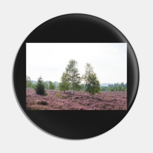 Heathland, morning mist, heather bloom, Niederhaverbeck Pin