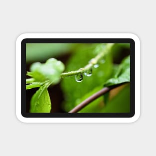 Shiny dew drop with image of a leaf Magnet