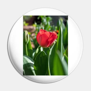 Red Tulip flower with green leaves Pin