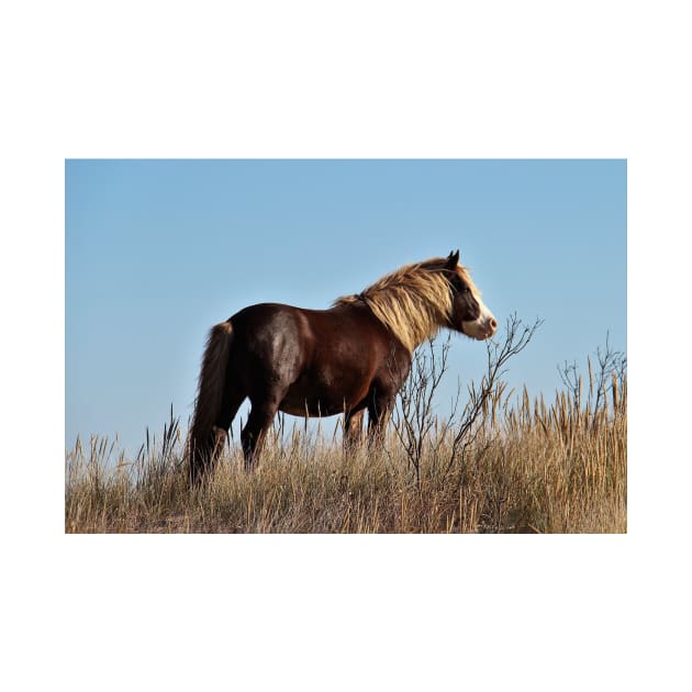 Assateague Beach Ponies Series - 03 by searchlight