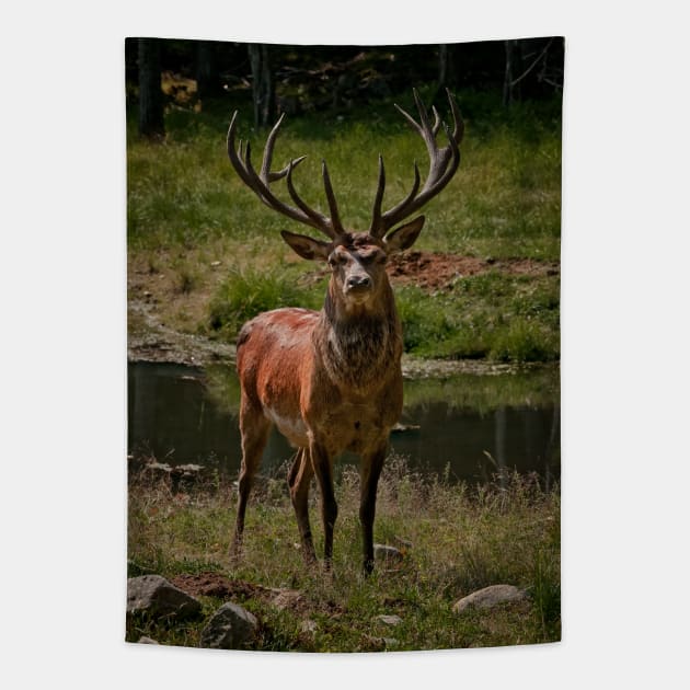 Red Deer Buck Tapestry by jaydee1400