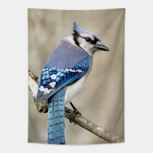 Portrait of a Blue Jay Tapestry