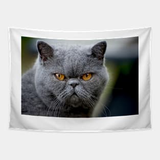 Cat's Eyes Tapestry