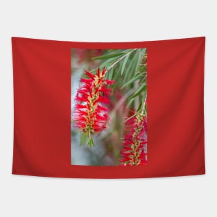 Weeping Bottlebrush Red Blooms Tapestry