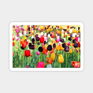 The Season Of Tulips Magnet