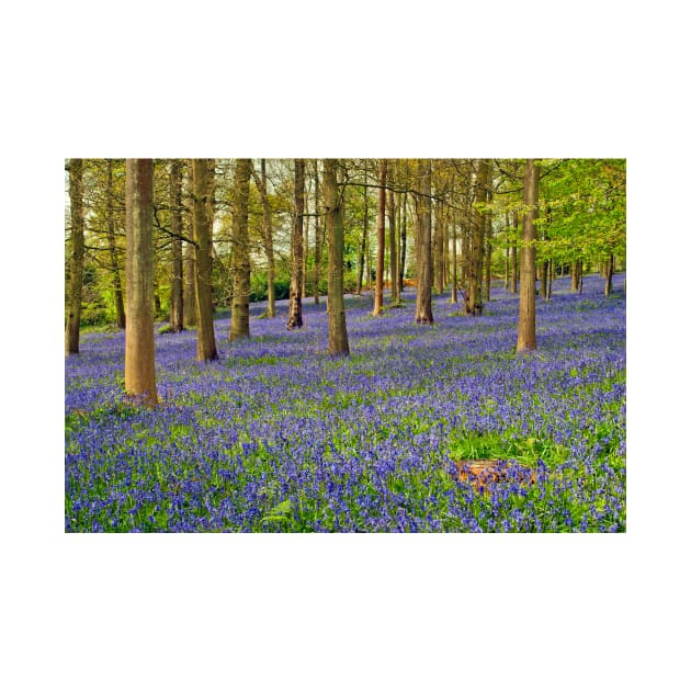 Bluebells Bluebell Woods Greys Court Oxfordshire UK by AndyEvansPhotos