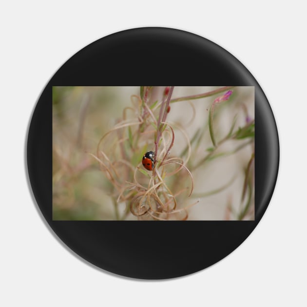 Ladybird Pin by declancarr