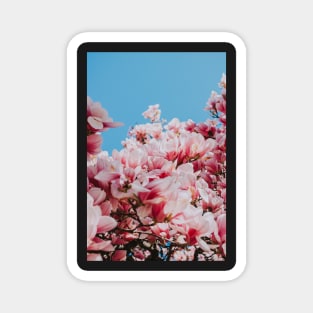 Magnolia Flowers - Pink Flowers - Spring Floral Magnet