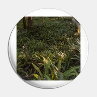 Forest Floor Covered with Ferns Pin