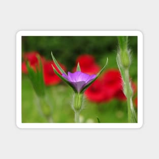 Corncockle in the Poppies Magnet