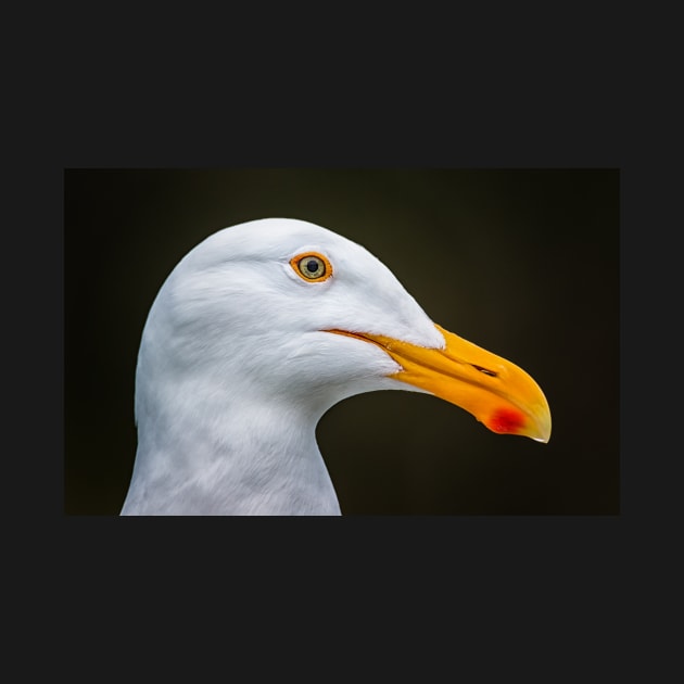 Portrait of a Seagull by JeffreySchwartz