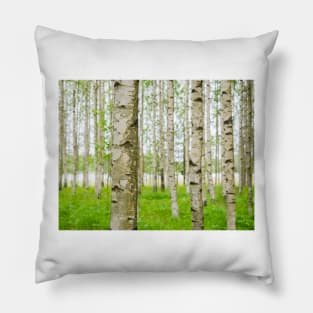 Birch Trees Pillow