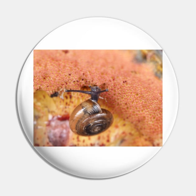 Tiny snail on mushroom Pin by SDym Photography
