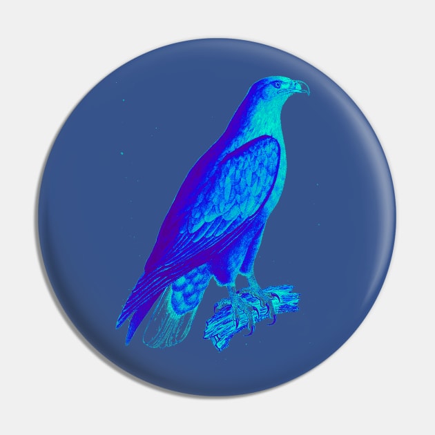 bird of prey,accipitridae,vulture,golden eagle,aquila,vertebrate,bald eagle,haliaeetus,icthyophaga,buteoninae,species,genus,raptor Pin by vabontchi