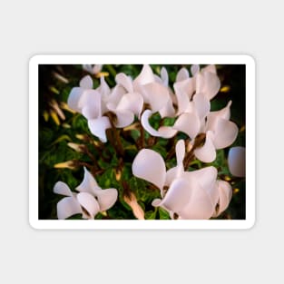 White Cyclamen Floral Plant Flowers Magnet