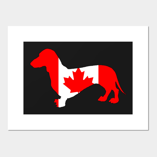 Canada Dachshund
