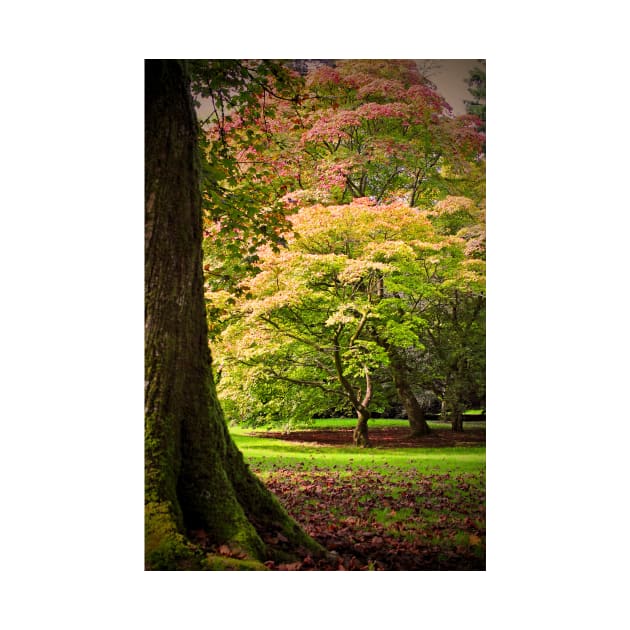 Autumn Acer Tree Westonbirt Arboretum Cotswolds Gloucestershire by AndyEvansPhotos