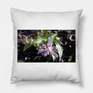 Toad orchid Pillow